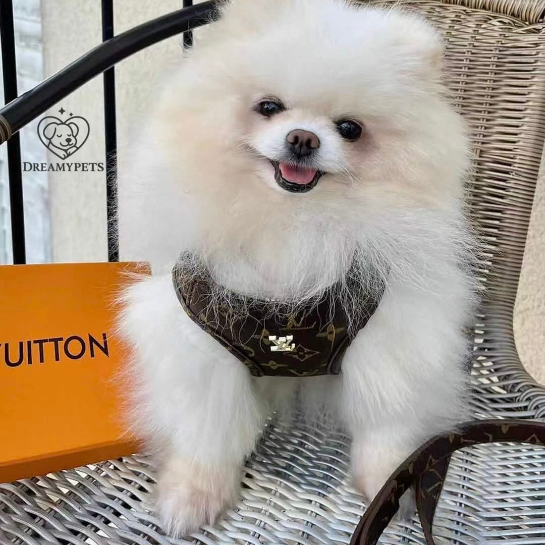 SET LOUIS PAW (pettorina e guinzaglio)