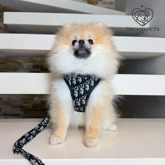 SET DOGIOR (pettorina e guinzaglio)