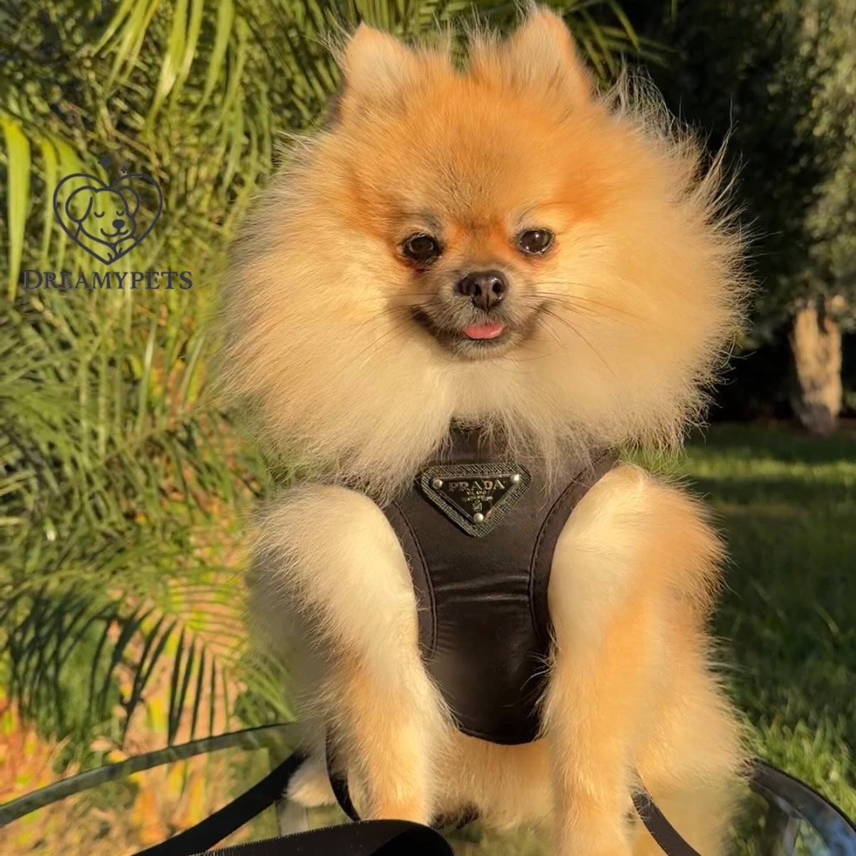 SET PAWDA (pettorina e guinzaglio)