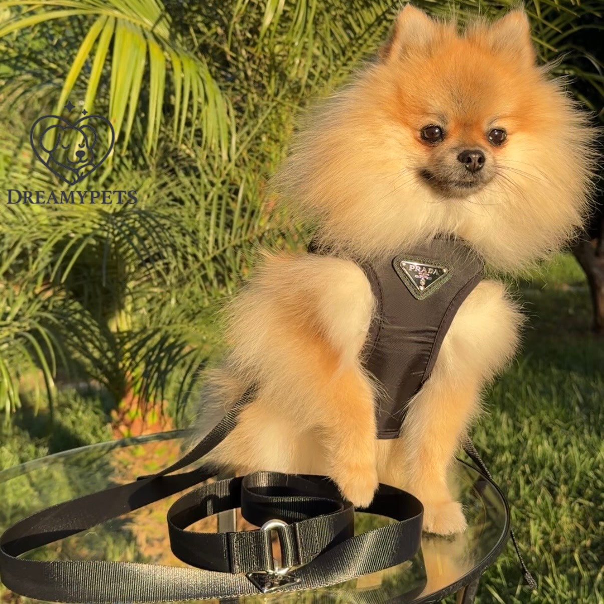 SET PAWDA (pettorina e guinzaglio)