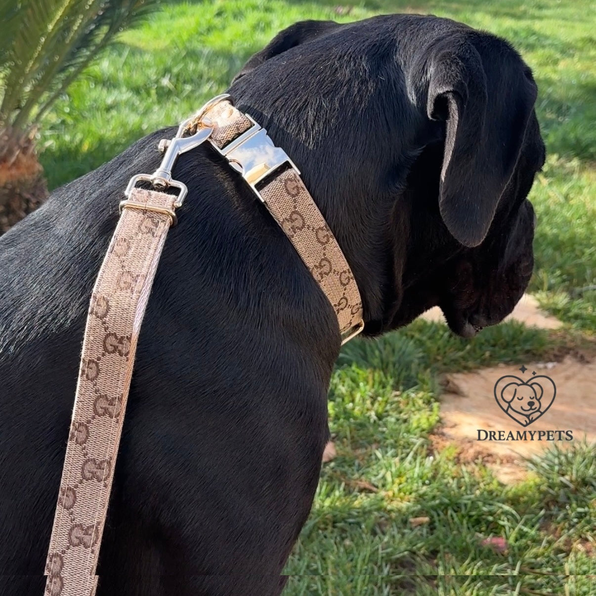 SET GG (collare e guinzaglio)