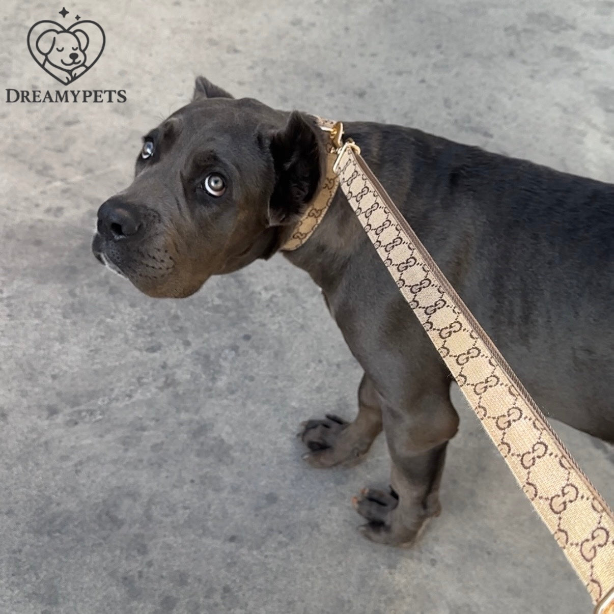 SET GG (collare e guinzaglio)