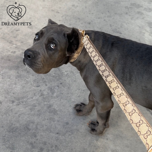 SET GG (collare e guinzaglio)