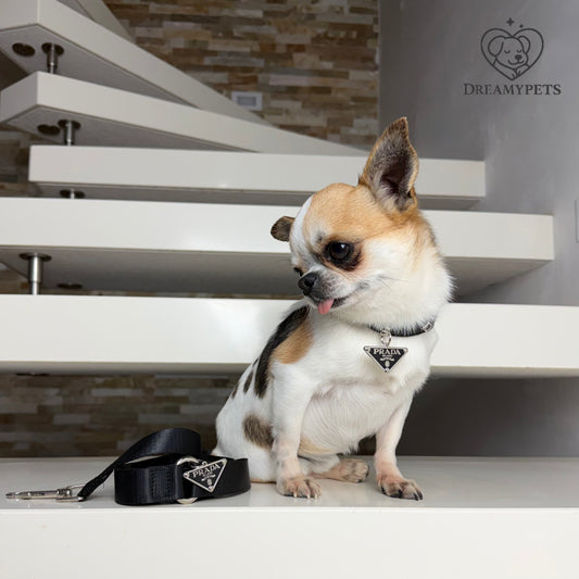 SET PAWDA (collare e guinzaglio)